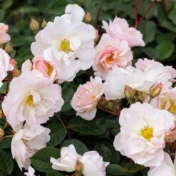 Rosa 'Penelope' -Garden Plant Store pl0000077921 card3 lg
