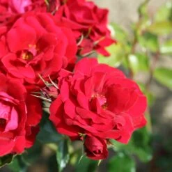 Rosa Ruby Anniversary ('Harbonny') (PBR) -Garden Plant Store pl0000077948 card3 lg