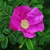 Rosa Rugosa 'Rubra' 2 Rosa Rugosa 'Rubra' -Garden Plant Store pl0000077954