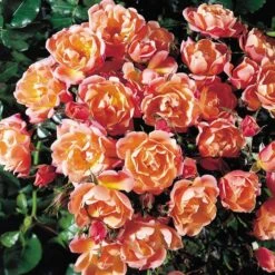 Rosa Thank You ('Chesdeep') (PBR)