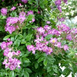 Rosa 'Veilchenblau' -Garden Plant Store pl0000077991 card3 lg