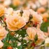 Rosa Flower Carpet Amber ('Noa97400a') (PBR) 2 Rosa Flower Carpet Amber ('Noa97400a') (PBR) -Garden Plant Store pl0000077994