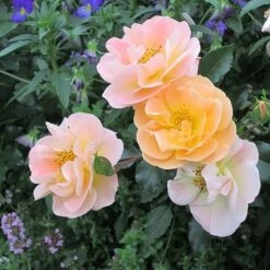 Rosa Flower Carpet Amber ('Noa97400a') (PBR) -Garden Plant Store pl0000077994 card3 lg