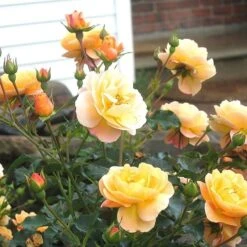 Rosa Flower Carpet Amber ('Noa97400a') (PBR) -Garden Plant Store pl0000077994 card4 lg