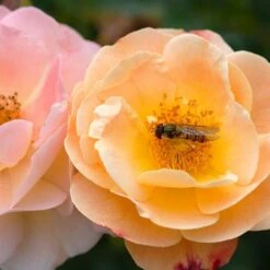 Rosa Flower Carpet Amber ('Noa97400a') (PBR) -Garden Plant Store pl0000077994 card6 lg