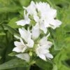 Campanula Glomerata Var. Alba -Garden Plant Store pl0000078089