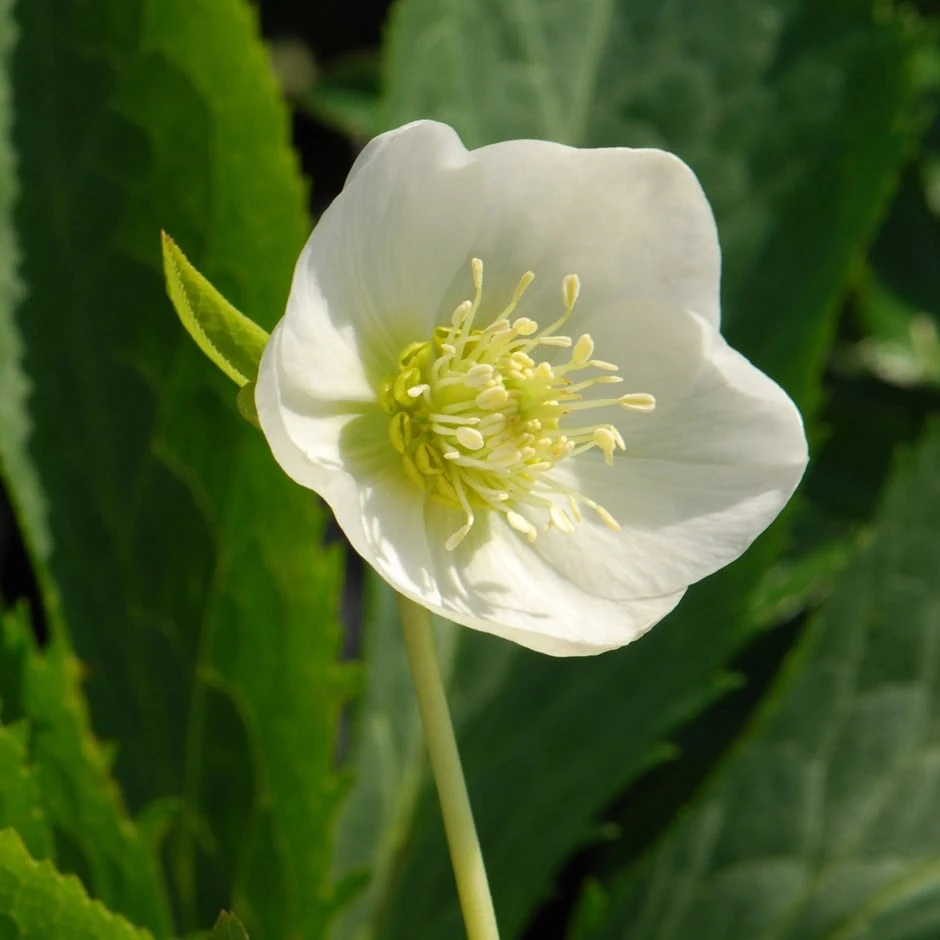 Helleborus × Hybridus Harvington White 3 Helleborus × Hybridus Harvington White