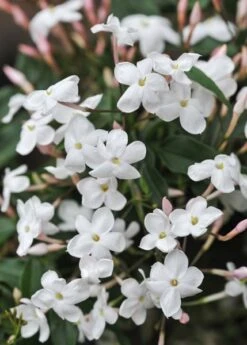 Jasminum Polyanthum -Garden Plant Store pl0000085034 card5 lg