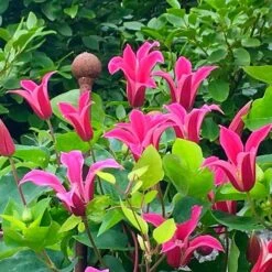 Front Page -Garden Plant Store pl1000000211 card2 lg