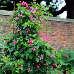 Clematis 'Princess Diana' -Garden Plant Store pl1000000211 card3 lg