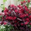 Loropetalum Chinense Var. Rubrum 'Fire Dance' -Garden Plant Store pl1000000932