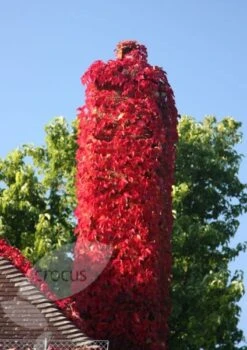 Parthenocissus Tricuspidata 'Veitchii' 11 Parthenocissus Tricuspidata 'Veitchii' -Garden Plant Store pl1000001556 card5 lg