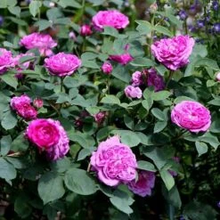 Rosa 'Reine Des Violettes' 7 Rosa 'Reine Des Violettes' -Garden Plant Store pl1000001991 card3 lg