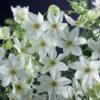 Clematis × Cartmanii 'Joe' -Garden Plant Store pl2000002726