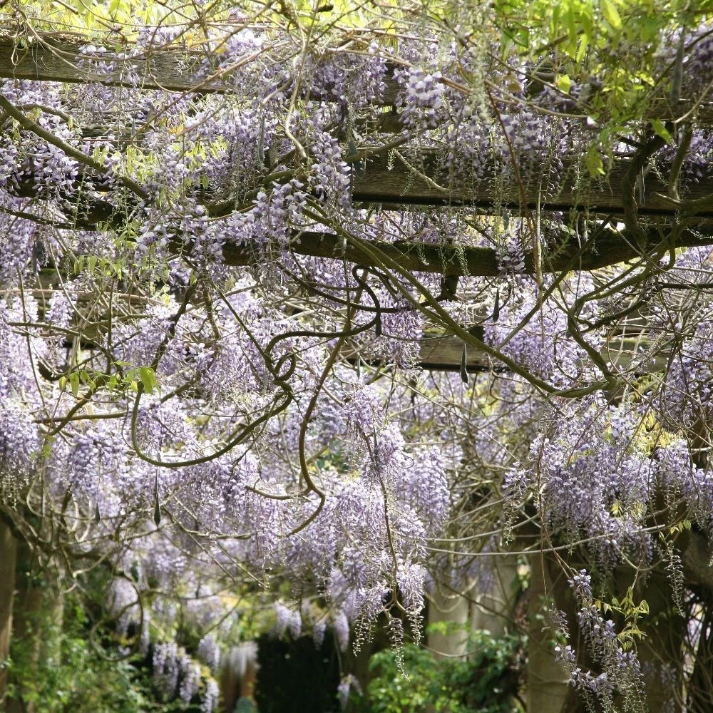 Wisteria Floribunda 'Domino' 4 Wisteria Floribunda 'Domino' - Image 2