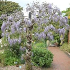 Wisteria Floribunda 'Domino' 7 Wisteria Floribunda 'Domino' -Garden Plant Store pl2000002750 card3 lg