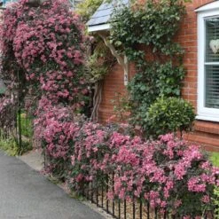 Clematis 'Broughton Star' -Garden Plant Store pl2000003011 card3 lg