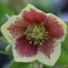 Helleborus × Hybridus Harvington Yellow Speckled -Garden Plant Store pl2000003696
