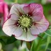 Helleborus × Hybridus Harvington Picotee -Garden Plant Store pl2000003698