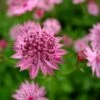 Astrantia 'Roma' (PBR) 1 Astrantia 'Roma' (PBR) -Garden Plant Store pl2000003711