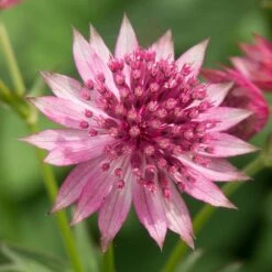 Astrantia 'Roma' (PBR) -Garden Plant Store pl2000003711 card3 lg