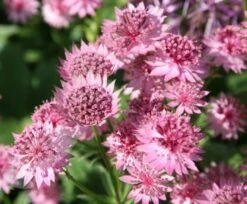 Astrantia 'Roma' (PBR) -Garden Plant Store pl2000003711 card4 lg