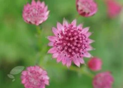 Astrantia 'Roma' (PBR) -Garden Plant Store pl2000003711 card6 lg