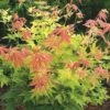Acer Palmatum 'Orange Dream' 2 Acer Palmatum 'Orange Dream' -Garden Plant Store pl2000004371