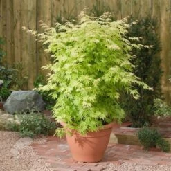 Acer Palmatum 'Orange Dream' -Garden Plant Store pl2000004371 card3 lg