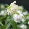 Helleborus Hybridus Harvington Double White -Garden Plant Store pl2000004638