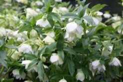 Helleborus Hybridus Harvington Double White -Garden Plant Store pl2000004638 card2 lg
