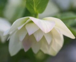 Helleborus Hybridus Harvington Double White -Garden Plant Store pl2000004638 card3 lg