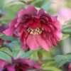 Helleborus × Hybridus Harvington Double Red -Garden Plant Store pl2000004639