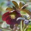 Helleborus × Hybridus Harvington Smokey Blues -Garden Plant Store pl2000004641