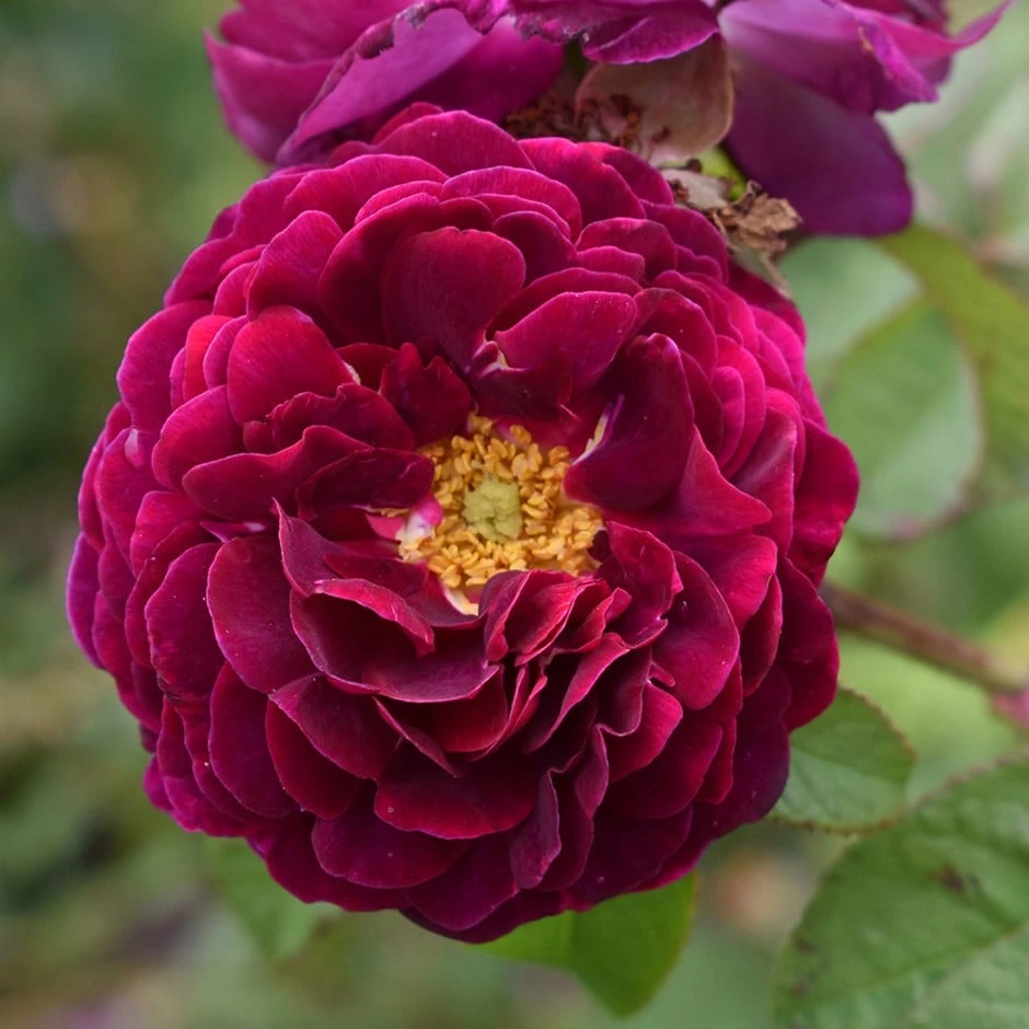 Rosa 'Tuscany Superb' 3 Rosa 'Tuscany Superb'