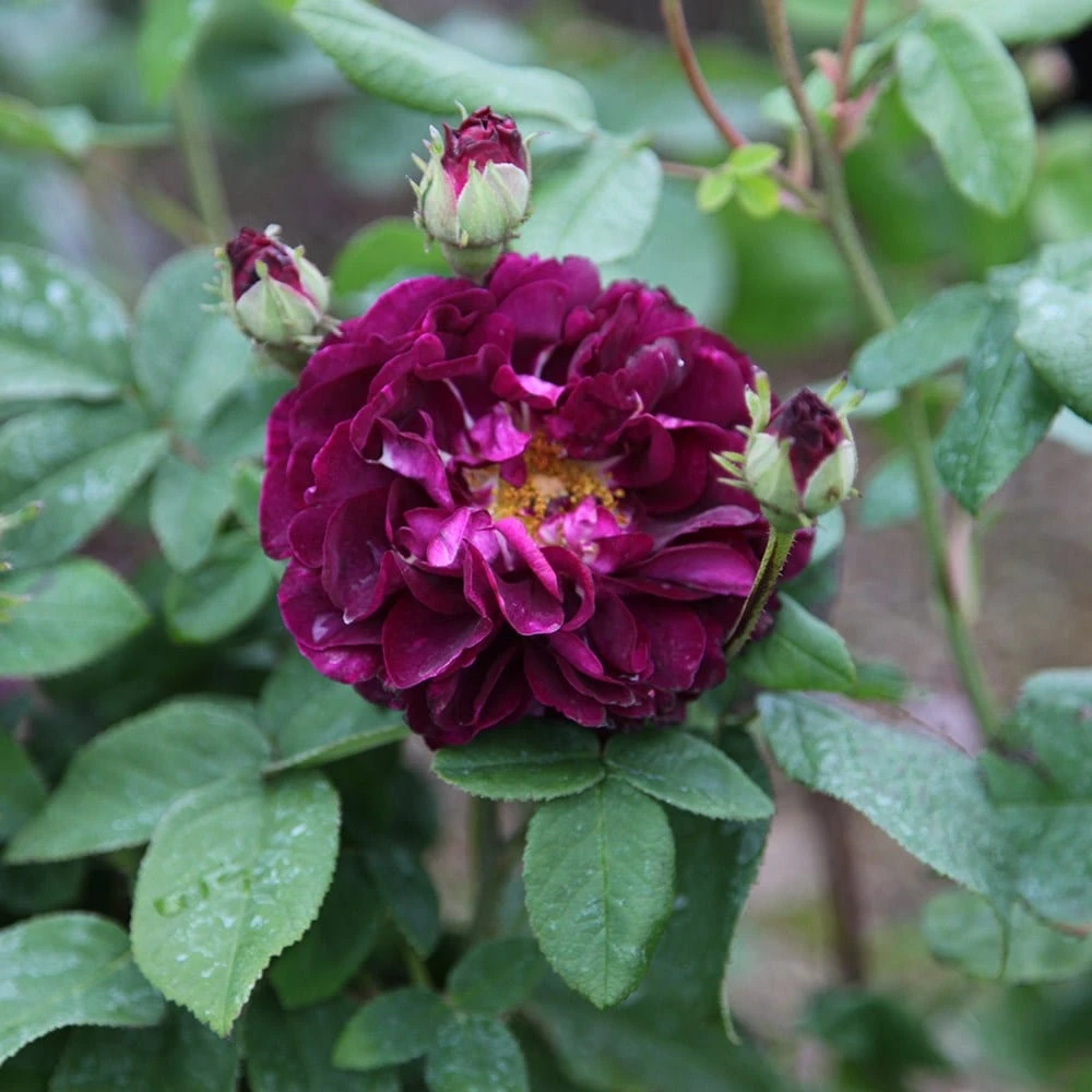 Rosa 'Tuscany Superb' 4 Rosa 'Tuscany Superb' - Image 2