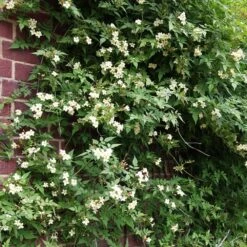 Jasminum Officinale Devon Cream (PBR) 9 Jasminum Officinale Devon Cream (PBR) -Garden Plant Store pl2000004963 card3 lg
