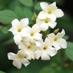 Jasminum Officinale Devon Cream (PBR) 10 Jasminum Officinale Devon Cream (PBR) -Garden Plant Store pl2000004963 card4 lg