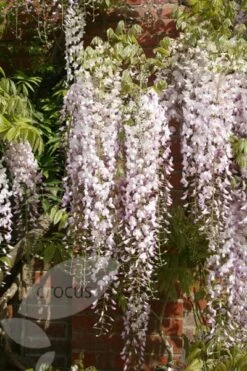 Wisteria Floribunda 'Kuchi-beni' 8 Wisteria Floribunda 'Kuchi-beni' -Garden Plant Store pl2000005197 card3 lg