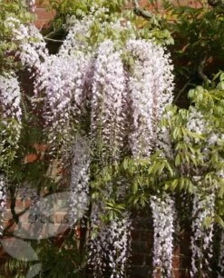 Wisteria Floribunda 'Kuchi-beni' 9 Wisteria Floribunda 'Kuchi-beni' -Garden Plant Store pl2000005197 card4 lg