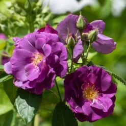 Rosa Rhapsody In Blue ('Frantasia') (PBR) -Garden Plant Store pl2000005376 card3 lg