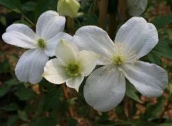 Clematis 'Miss Christine' -Garden Plant Store pl2000005510 card3 lg