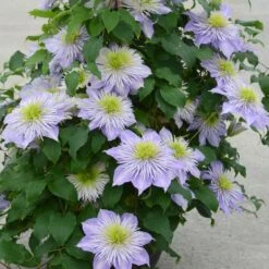 Clematis Crystal Fountain ('Evipo038') (PBR) -Garden Plant Store pl2000005864 card3 lg