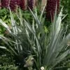 Astelia 'Silver Shadow' (PBR) 1 Astelia 'Silver Shadow' (PBR) -Garden Plant Store pl2000005905