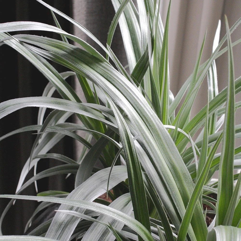 Astelia 'Silver Shadow' (PBR) 4 Astelia 'Silver Shadow' (PBR) - Image 2