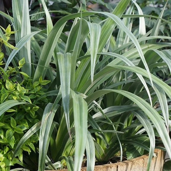 Astelia 'Silver Shadow' (PBR) 9 Astelia 'Silver Shadow' (PBR) - Image 7