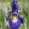 Iris 'Flight Of Butterflies' -Garden Plant Store pl2000005932
