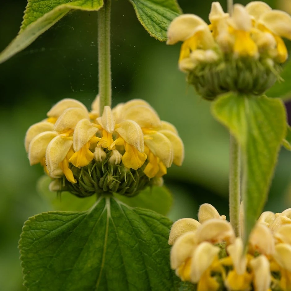 Phlomis Russeliana 3 Phlomis Russeliana