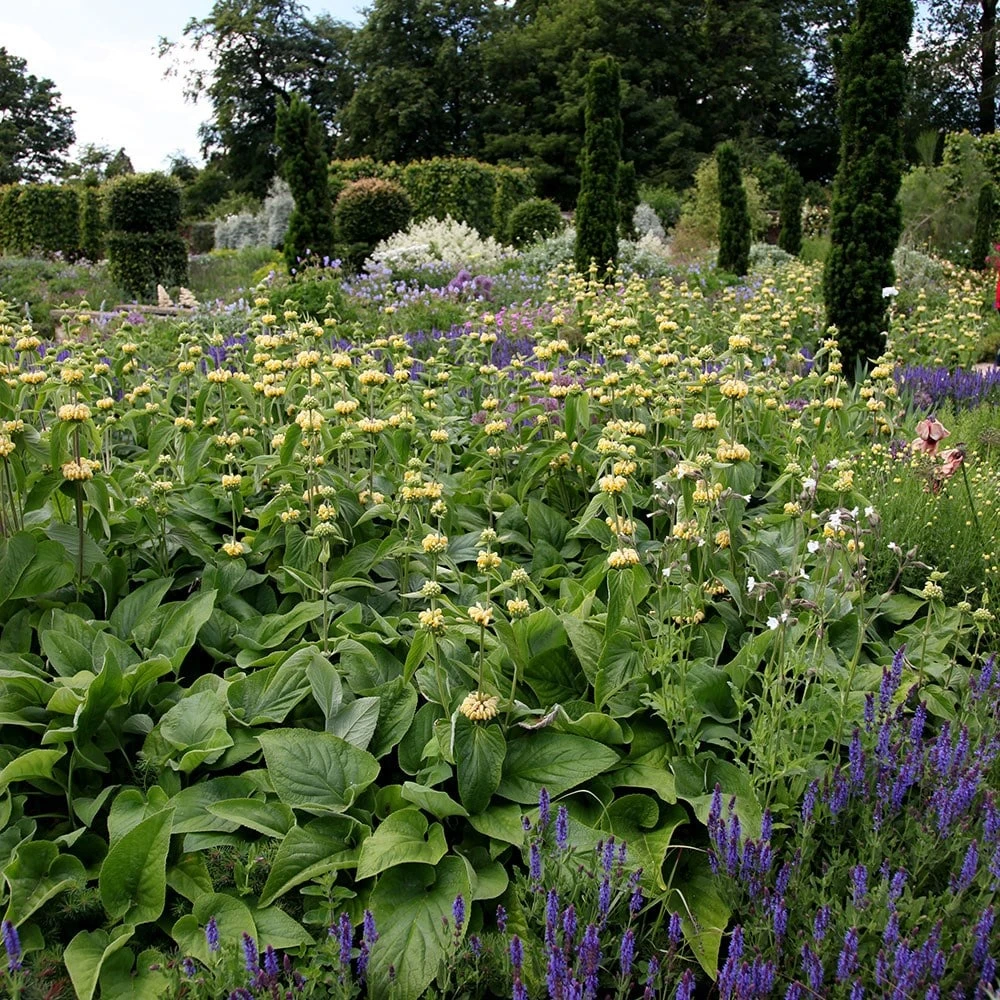 Phlomis Russeliana 4 Phlomis Russeliana - Image 2