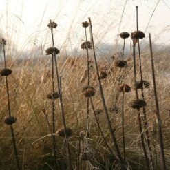 Phlomis Russeliana 10 Phlomis Russeliana -Garden Plant Store pl2000005933 card3 lg